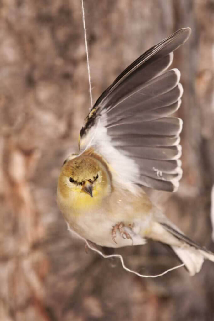 bird stuck in string