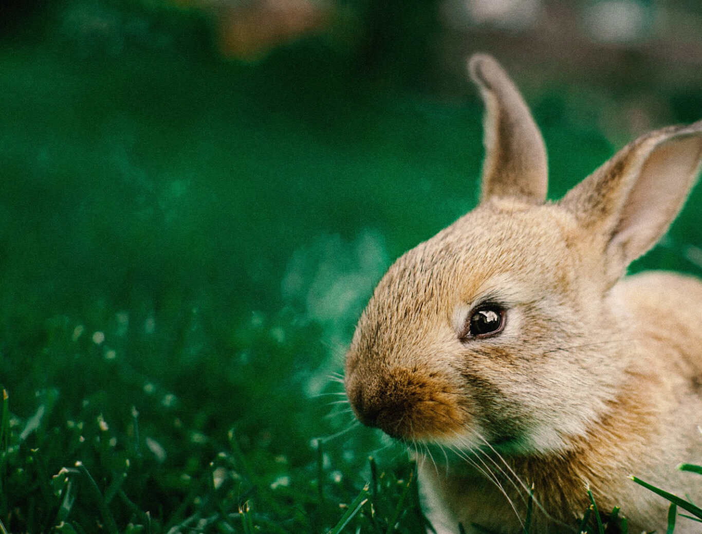 bunny