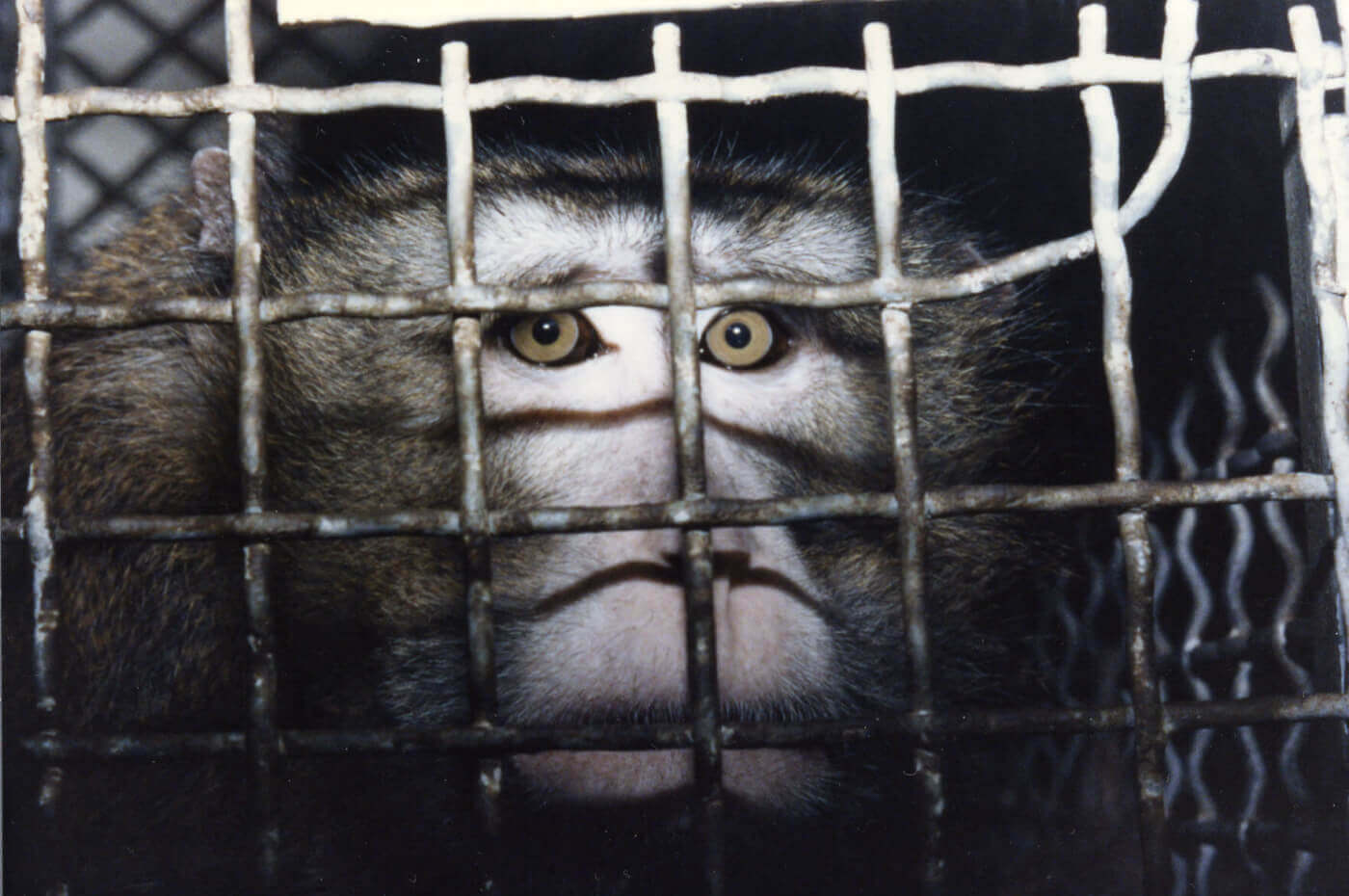 You Can Help Animals Used in Laboratories!
