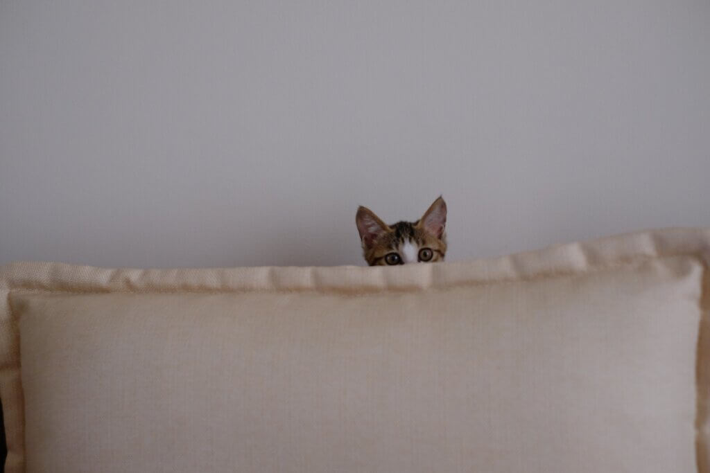 Cat hiding behind couch cushions