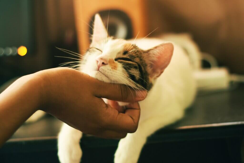 Cat lays on coffee table with his eyes closed getting his chin scratched