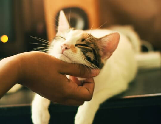 Cat lays on coffee table with his eyes closed getting his chin scratched