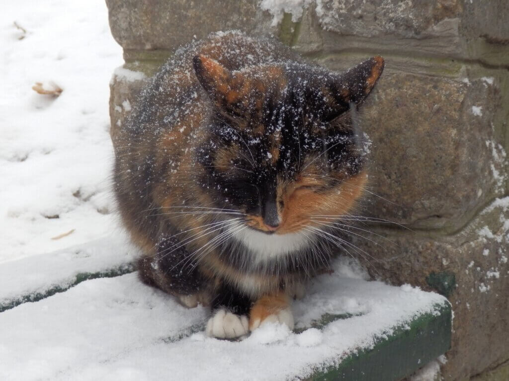 Sad cat cold in the snow