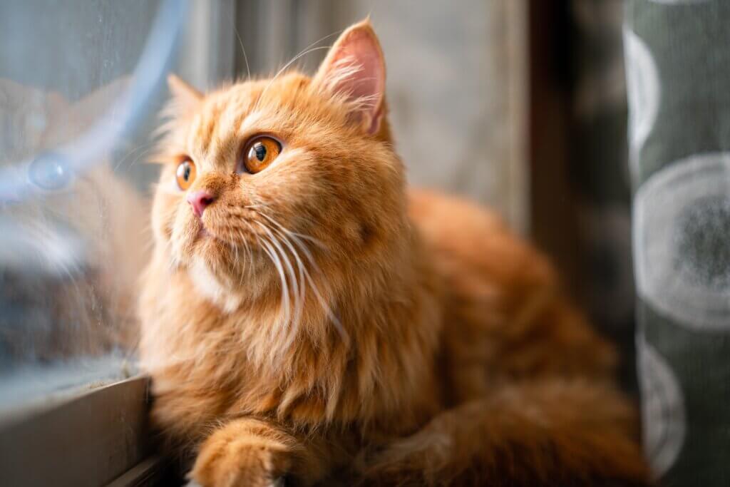 Happy cat looks out window