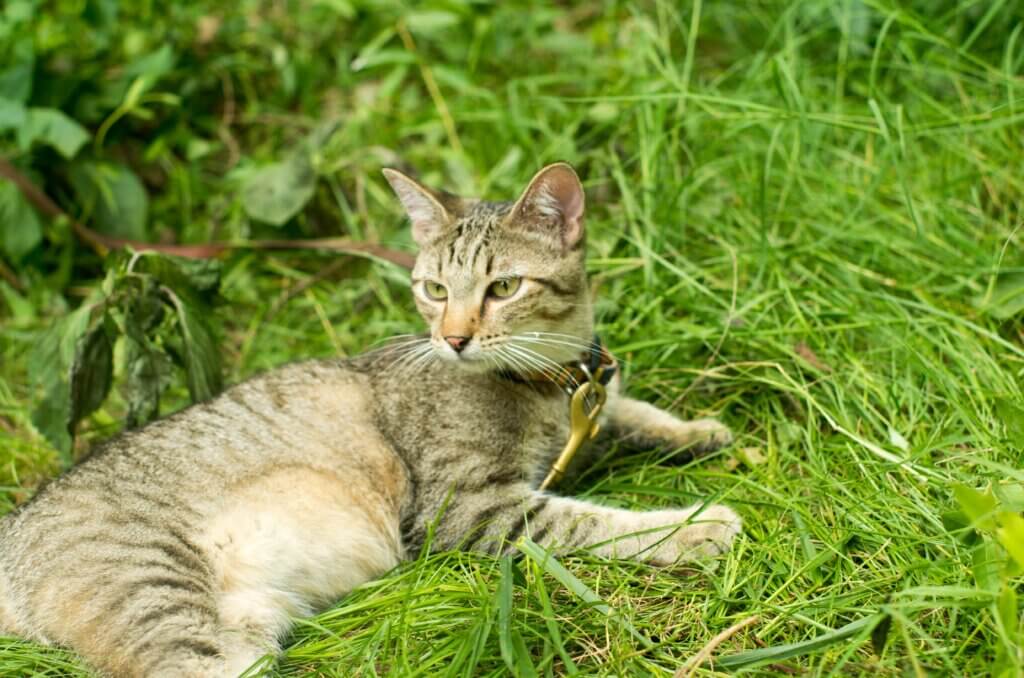 Happy cat lays in green grass on a leash