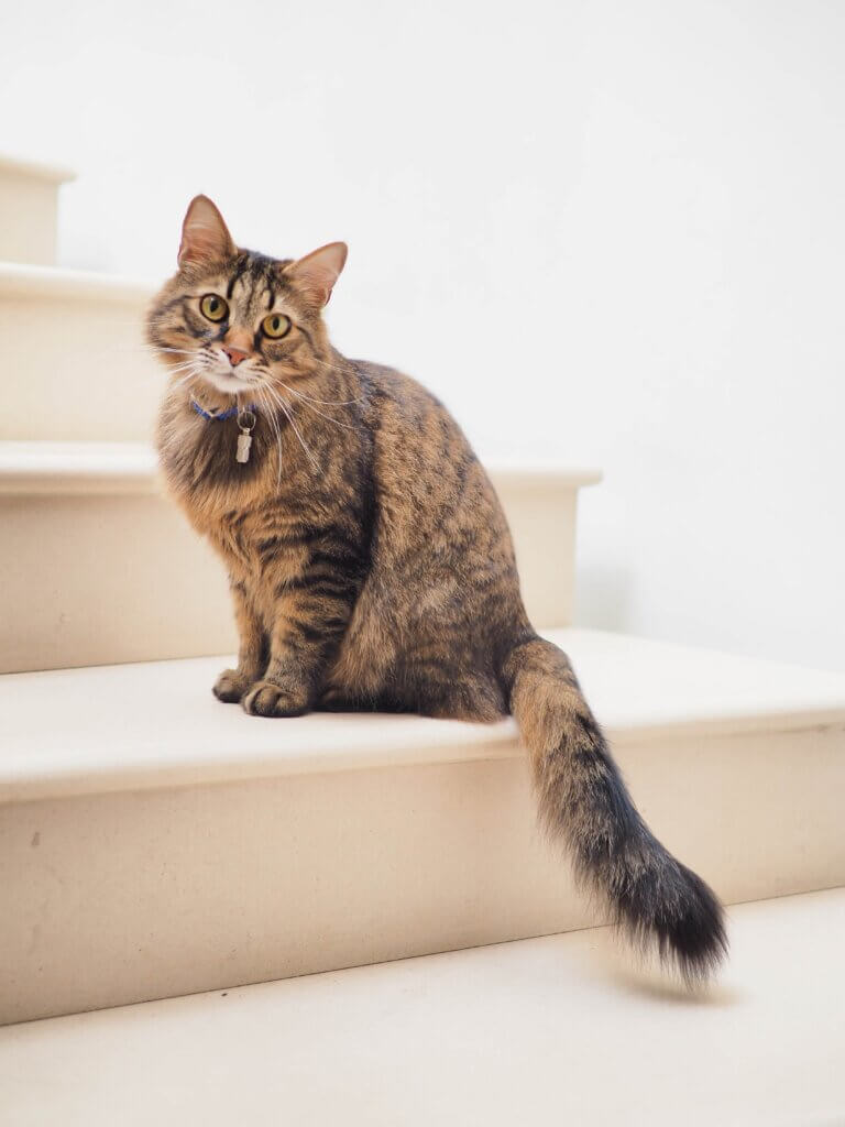 Cat with a collar sitting on stairs