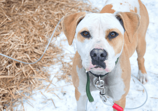 Cold white and brown dog in snow