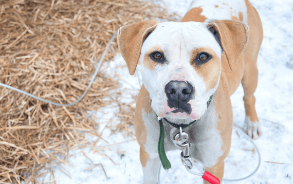 Cold white and brown dog in snow