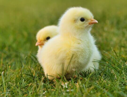 Two chicks in grass