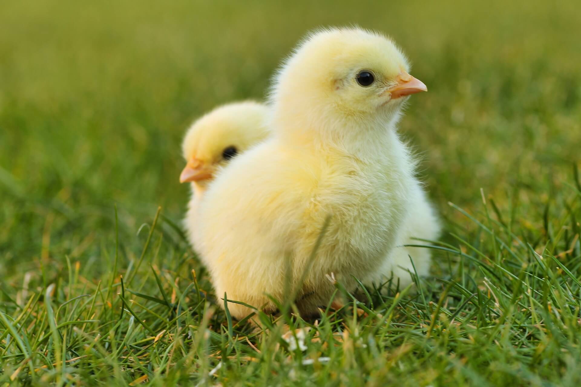 Two chicks in grass