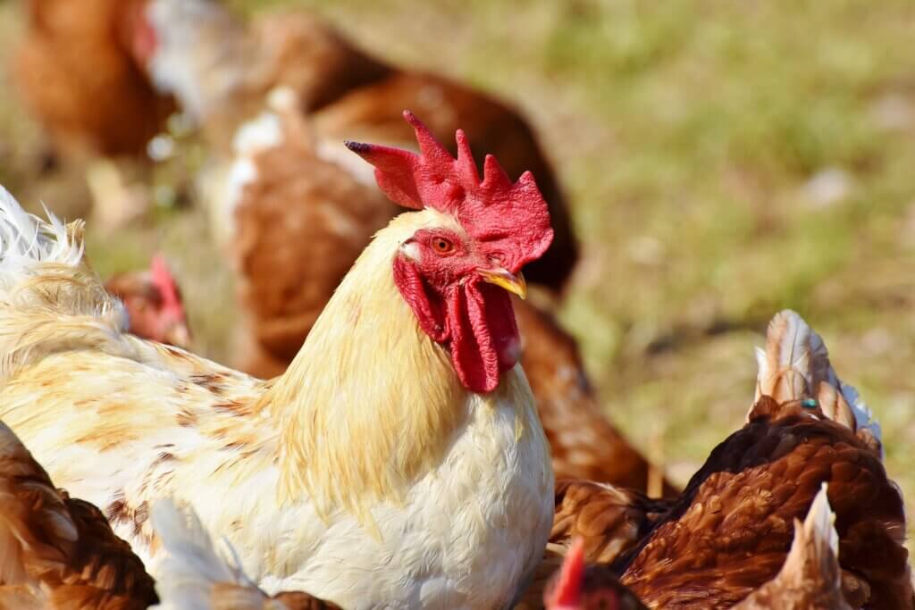animal facts 6