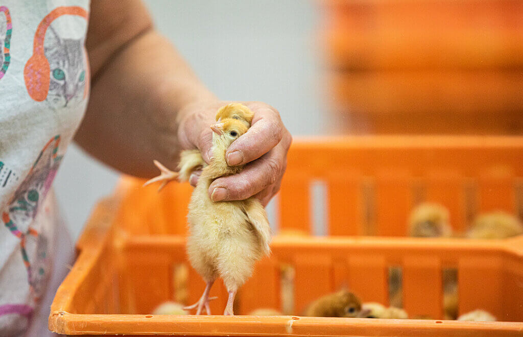 Two chicks held tightly by the neck, being sorted