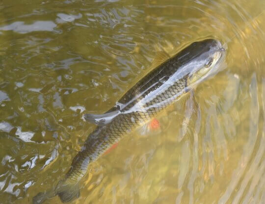 catch and release, river, water