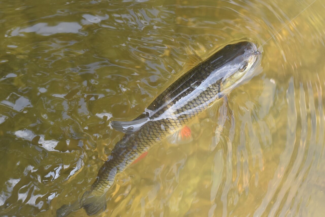 catch and release, river, water