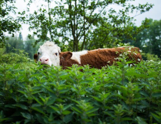 cow in field