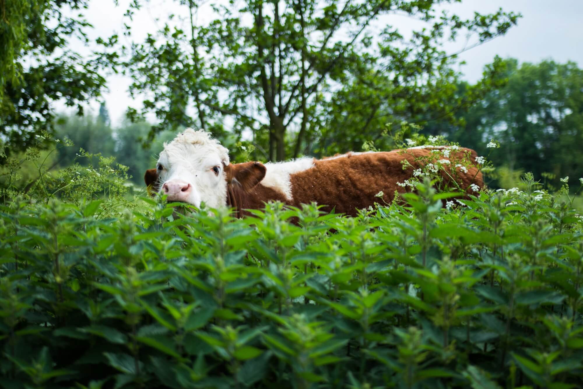 cow in field