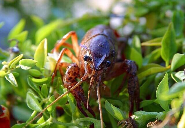 Crayfish in greenery