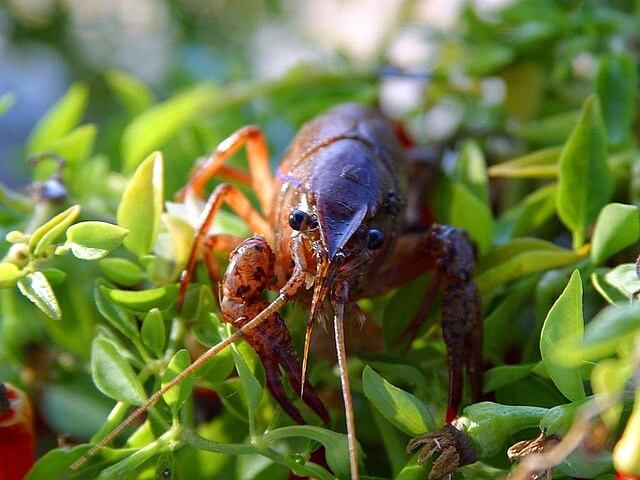 Crayfish in greenery