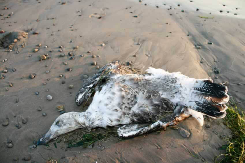 dead seagull on beach