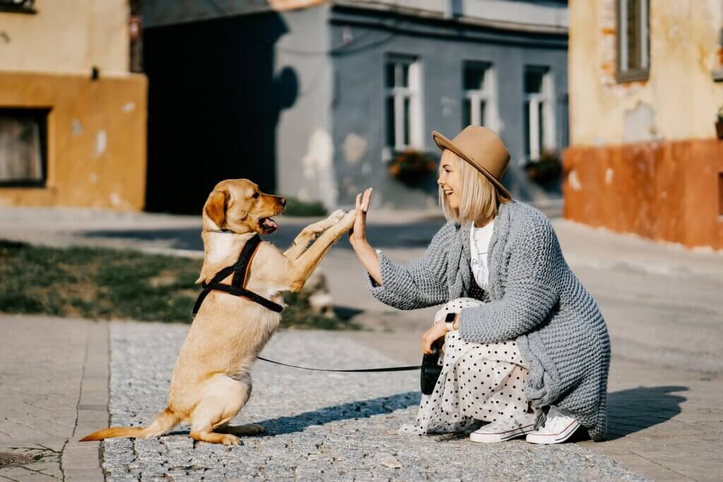 Dog and human high-fiving