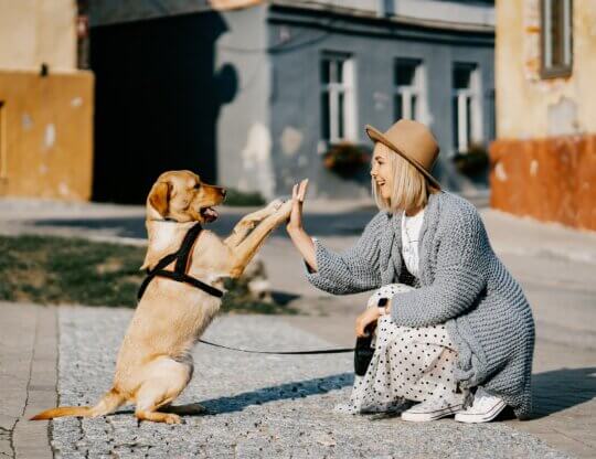 Dog and human high-fiving