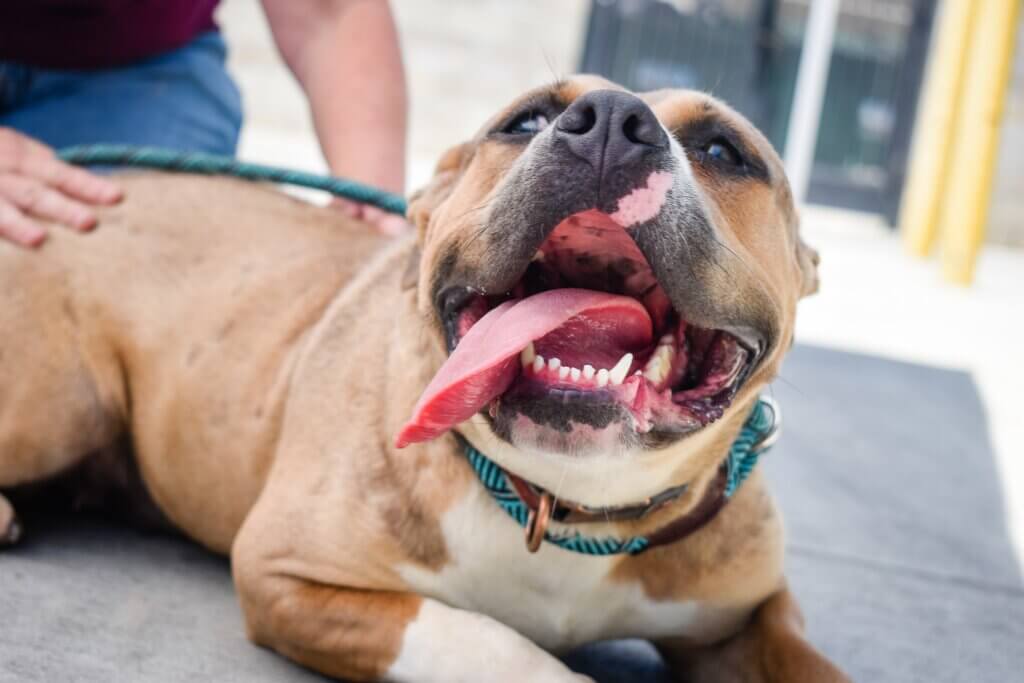 Happy dog in a shelter