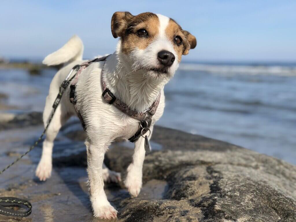 Dog walking next to the ocean in the sun