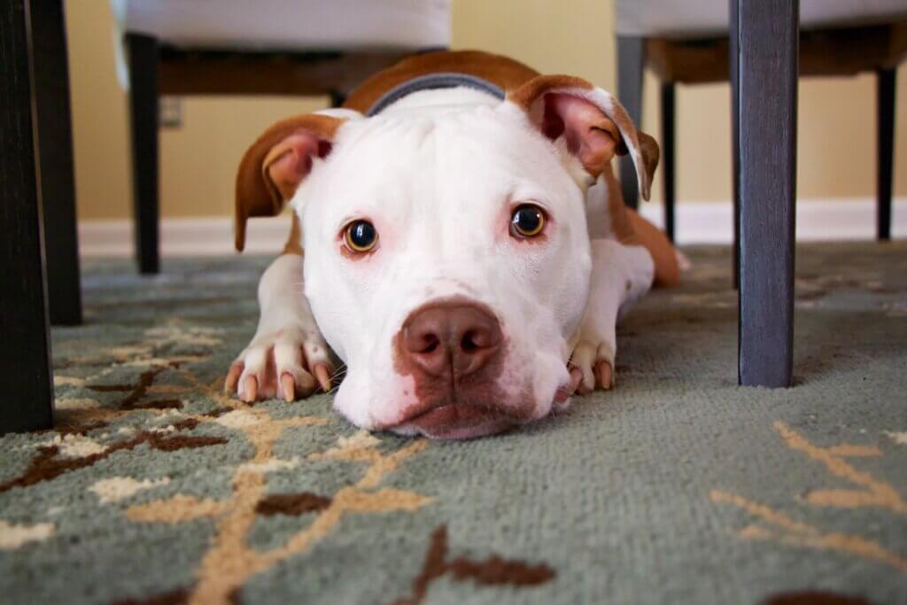 Dog with droopy ears hiding under table