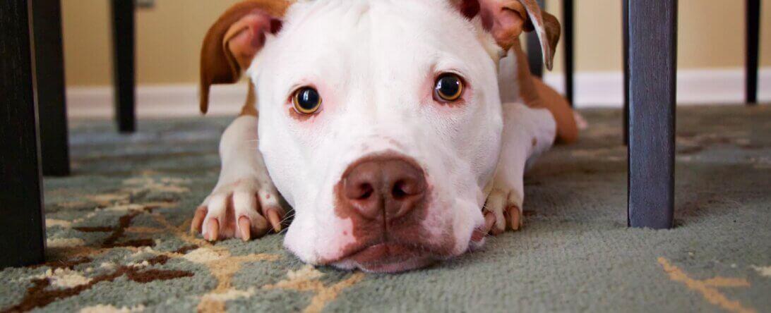 Dog with droopy ears hiding under table