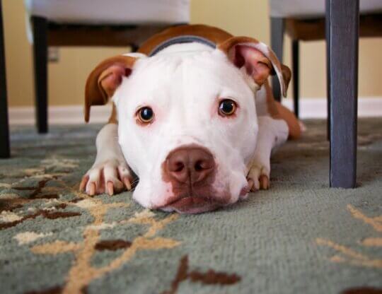 Dog with droopy ears hiding under table