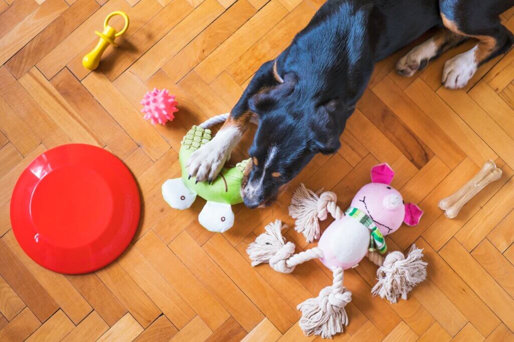 Dog playing with toys inside