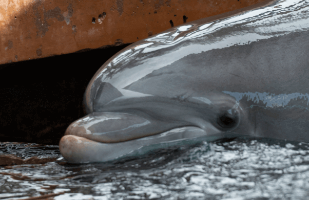 6 Reasons Why SeaWorld Sucks for Dolphins 