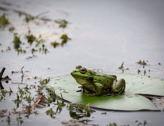 frog in wild