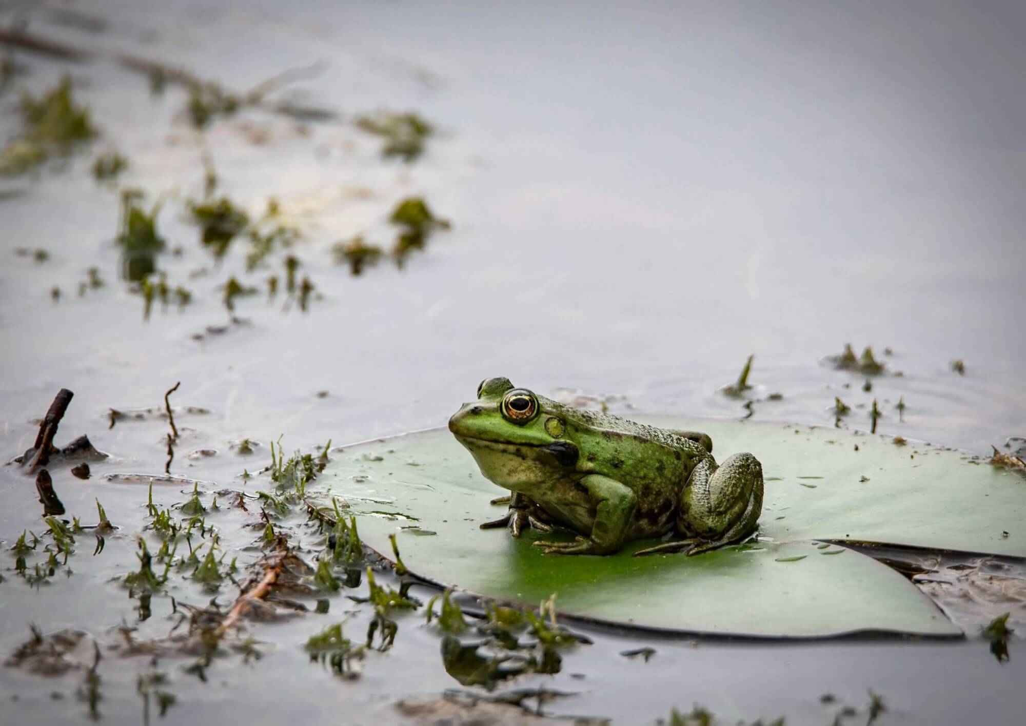 frog in wild