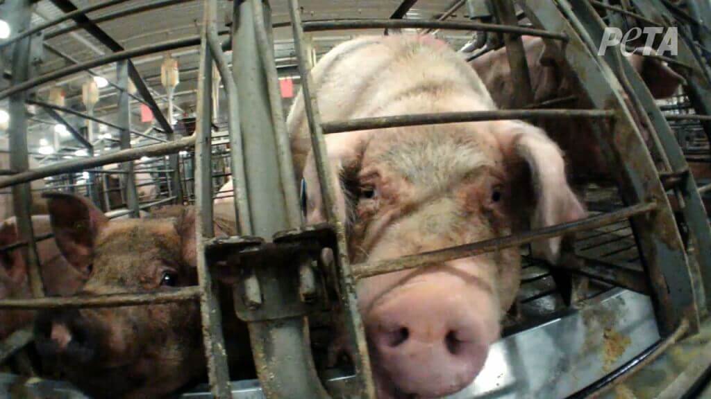 Gestation Crates Are Hell on Earth for Pigs