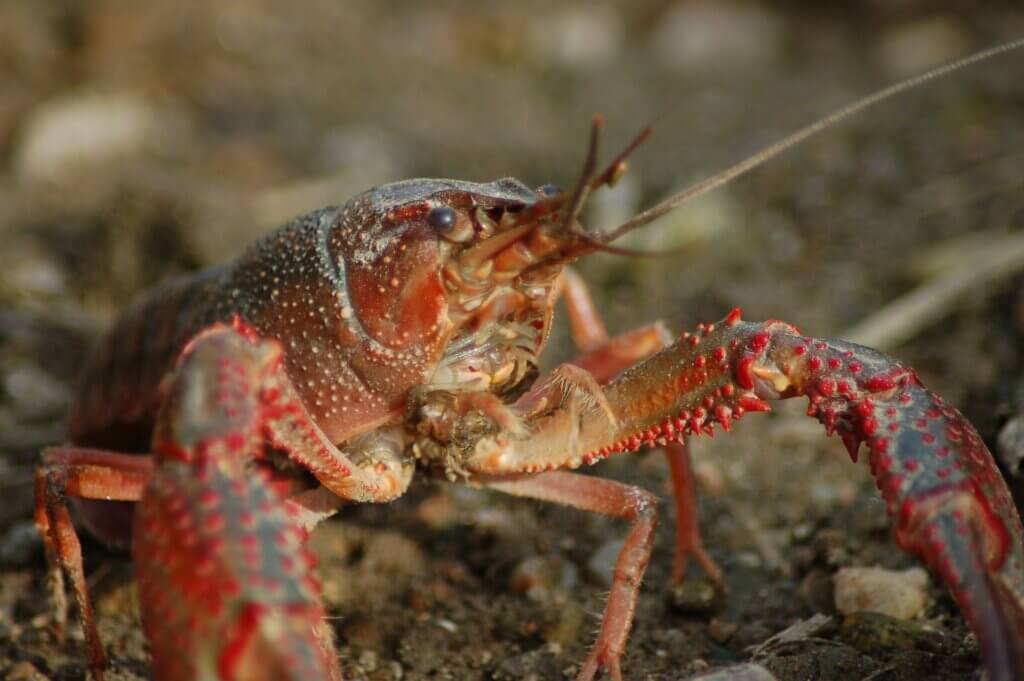 Freshwater crayfish on sand