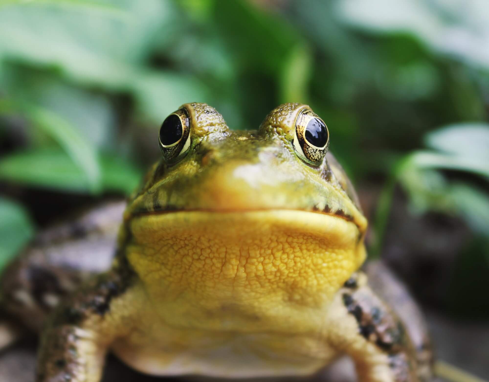 frog outside