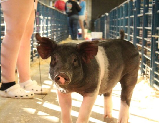 pig on farm with young person