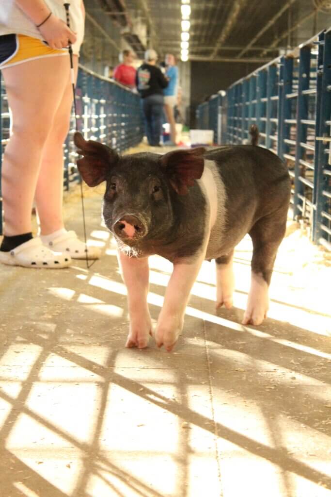 pig on farm with young person