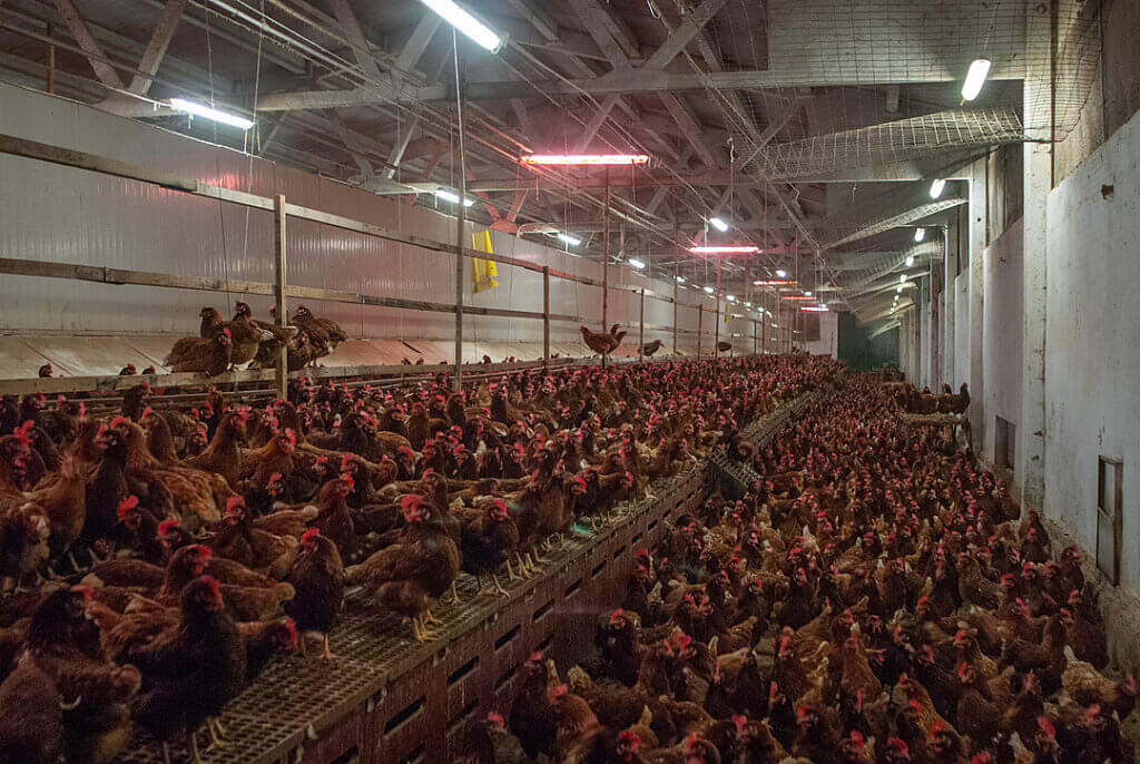 Hens crowded together in a cage-free facility