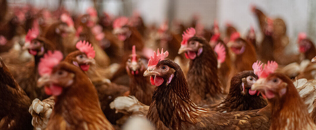 Hens crowded together in a cage-free facility