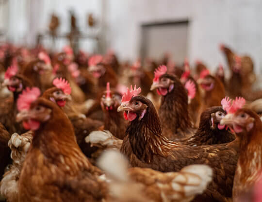 Hens crowded together in a cage-free facility