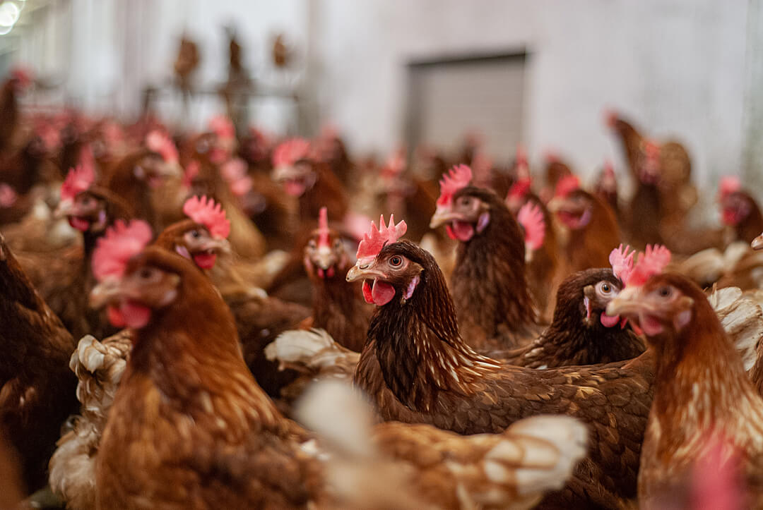 Hens crowded together in a cage-free facility