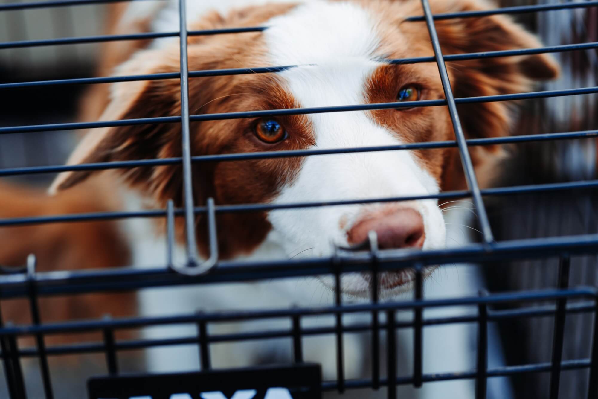 What’s Wrong With Crating Dogs?