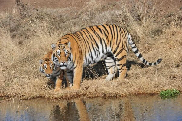 tiger and cub next to water
