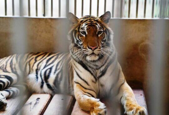 tiger behind bars in small enclosed area
