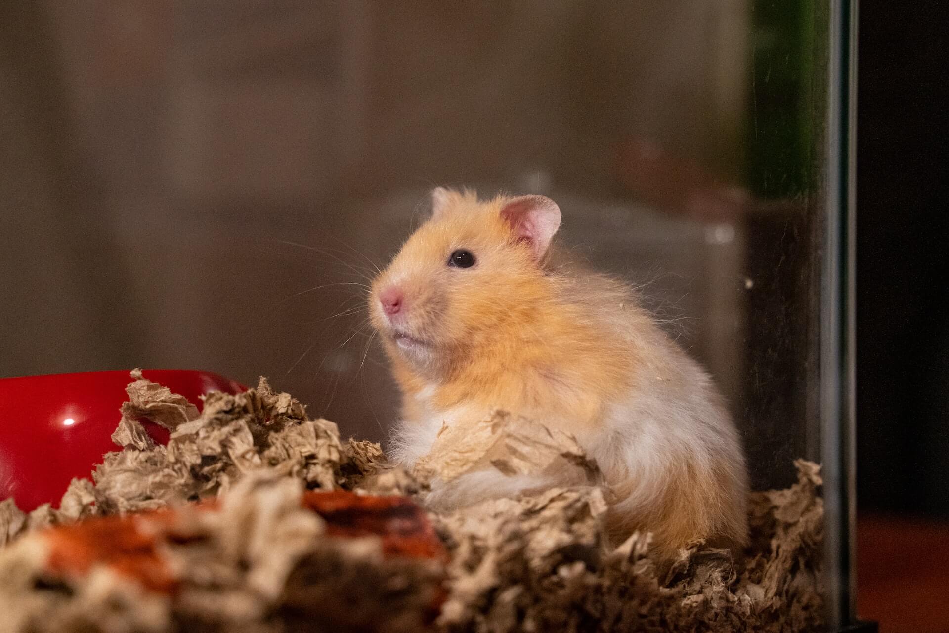 10 Reasons Why It Sucks to Be a ‘Class Pet’