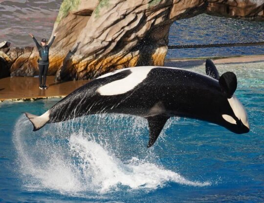 orca at seaworld