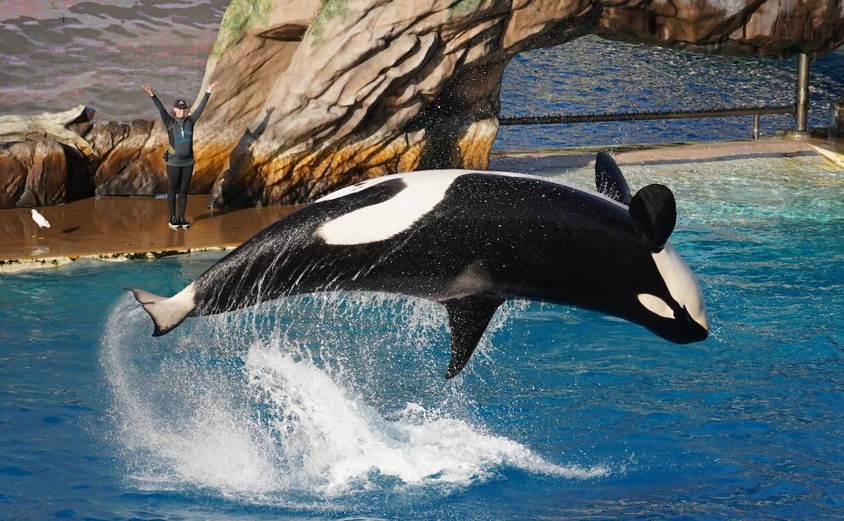 orca at seaworld