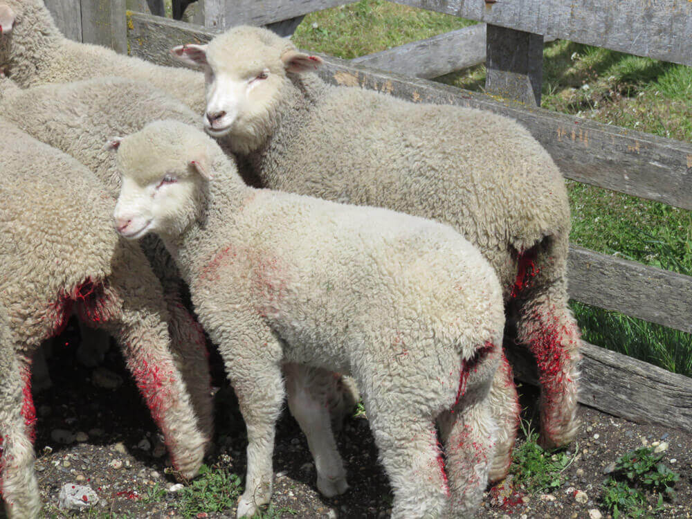patagonia lambs severed tails